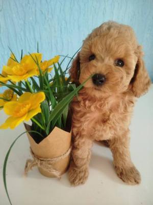 Aprikosenfarbene Zwergpudelwelpen - Vienna Dogs, Puppies