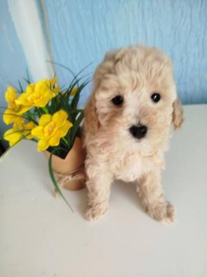 Aprikosenfarbene Zwergpudelwelpen - Vienna Dogs, Puppies