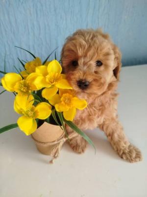 Aprikosenfarbene Zwergpudelwelpen - Vienna Dogs, Puppies