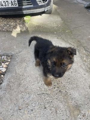 German Shepherd - Vienna Dogs, Puppies