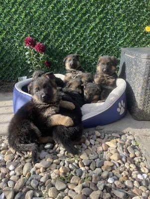 German Shepherd - Vienna Dogs, Puppies