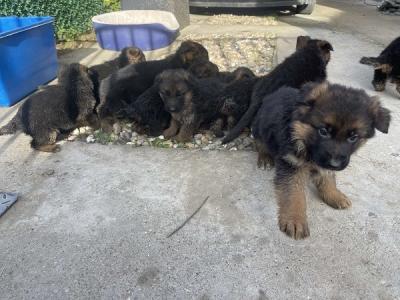 Deutscher Schäferhund - Frankfurt (Main) Dogs, Puppies