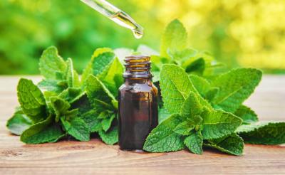 Mint Oil Manufacturers - Bangalore Other
