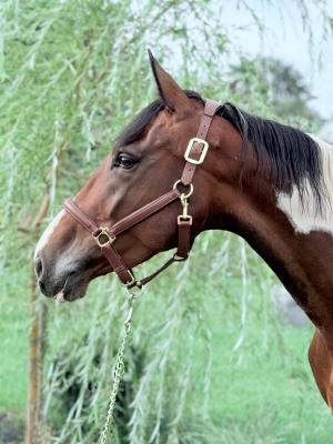 Irish mare horse - LaSpezia Other