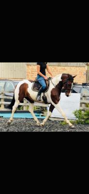 Irish mare horse - LaSpezia Other