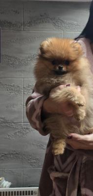 Beautiful pomeranian - Vienna Dogs, Puppies