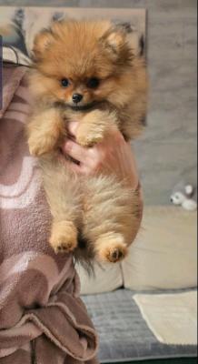 Beautiful pomeranian - Vienna Dogs, Puppies