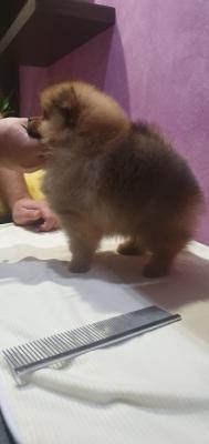 Beautiful pomeranian - Vienna Dogs, Puppies