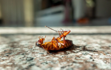 Best Carpet Cleaning & Pest Control in Brisbane | 0403199602