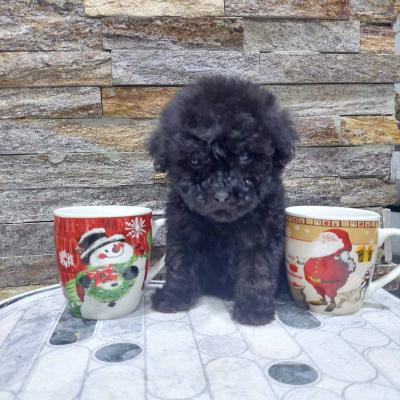 We offer poodle puppies - Vienna Dogs, Puppies