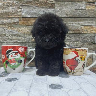 We offer poodle puppies - Vienna Dogs, Puppies