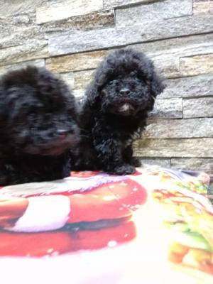 We offer poodle puppies - Vienna Dogs, Puppies