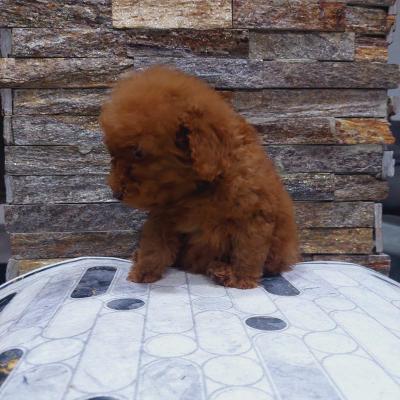 We offer toy pupies - Vienna Dogs, Puppies