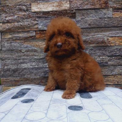 We offer toy pupies - Vienna Dogs, Puppies