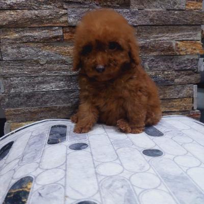 We offer toy pupies - Vienna Dogs, Puppies