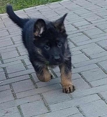 German Shepherd Dog - Vienna Dogs, Puppies
