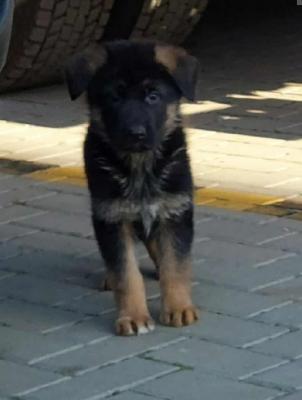 German Shepherd Dog - Vienna Dogs, Puppies