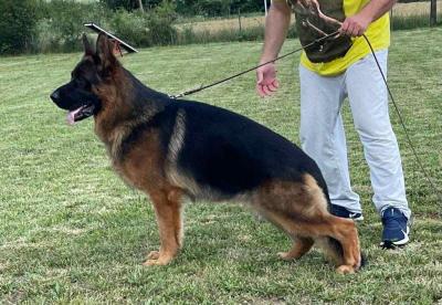 German Shepherd Dog - Vienna Dogs, Puppies