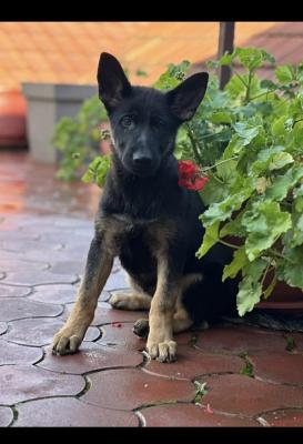 Working German Shepherds