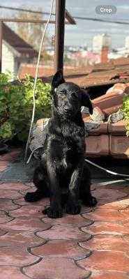 Working German Shepherds - Vienna Dogs, Puppies