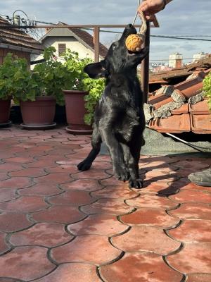 Working German Shepherds - Vienna Dogs, Puppies