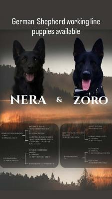 Working German Shepherds - Vienna Dogs, Puppies