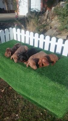 Dachshunds - Vienna Dogs, Puppies
