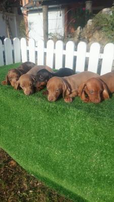 Dachshunds - Vienna Dogs, Puppies