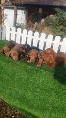 Dachshunds - Vienna Dogs, Puppies