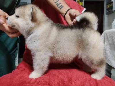 Welpen des Alaskan Malamute - Vienna Dogs, Puppies