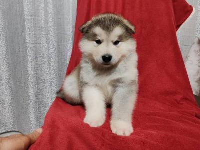Welpen des Alaskan Malamute - Vienna Dogs, Puppies