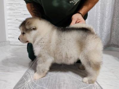 Welpen des Alaskan Malamute - Vienna Dogs, Puppies