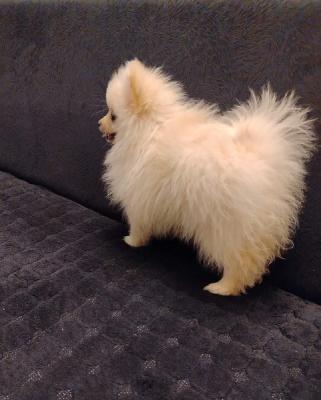 Pomeranian Spitz Welpen - Zurich Dogs, Puppies