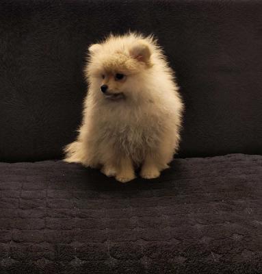 Pomeranian Spitz Welpen - Zurich Dogs, Puppies