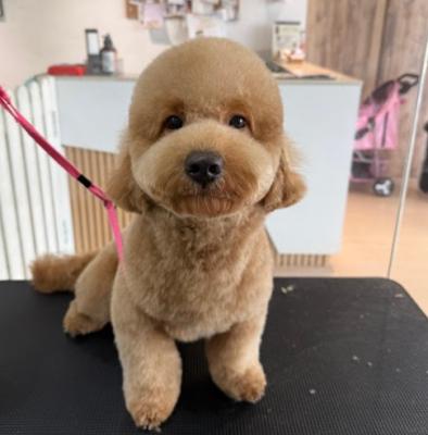 Best service for Dog Grooming in River Valley