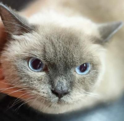 Best Cat Spa in Geylang