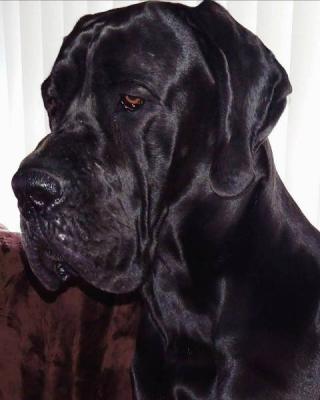 Chiots Danois - Paris Dogs, Puppies