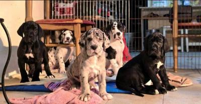 Chiots Danois - Paris Dogs, Puppies