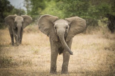 Namibia desert safari holidays - Dubai Other