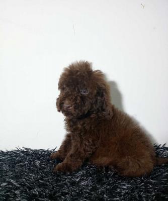  Toy poodle puppies - Vienna Dogs, Puppies