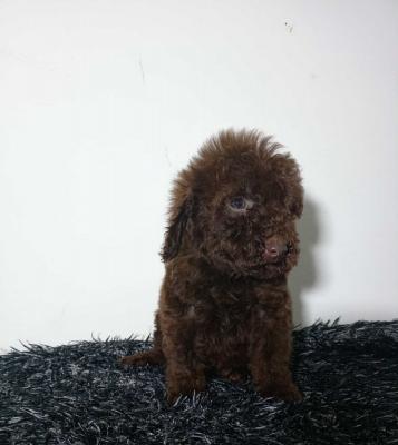  Toy poodle puppies - Vienna Dogs, Puppies
