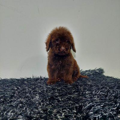  Toy poodle puppies - Vienna Dogs, Puppies