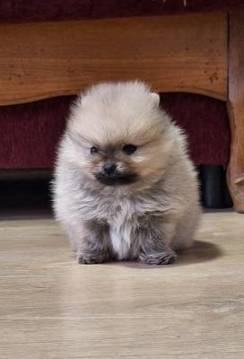 Pomeranian Spitz – Boo