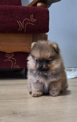 Pomeranian Spitz – Boo - Frankfurt (Main) Dogs, Puppies