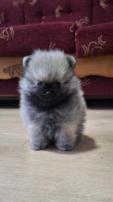 Pomeranian Spitz – Boo - Frankfurt (Main) Dogs, Puppies