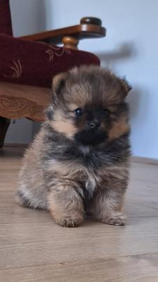 Pomeranian Spitz – Boo - Frankfurt (Main) Dogs, Puppies