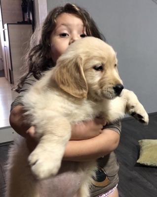 Golden Retriever 3NNN - Frankfurt (Main) Dogs, Puppies