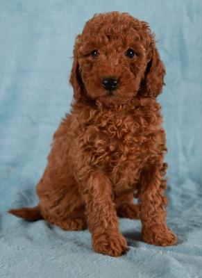 Red Toy / Miniature Poodle - Vienna Dogs, Puppies