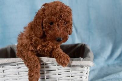 Red Toy / Miniature Poodle - Vienna Dogs, Puppies