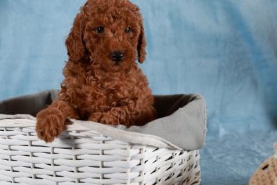 Red Toy / Miniature Poodle - Vienna Dogs, Puppies